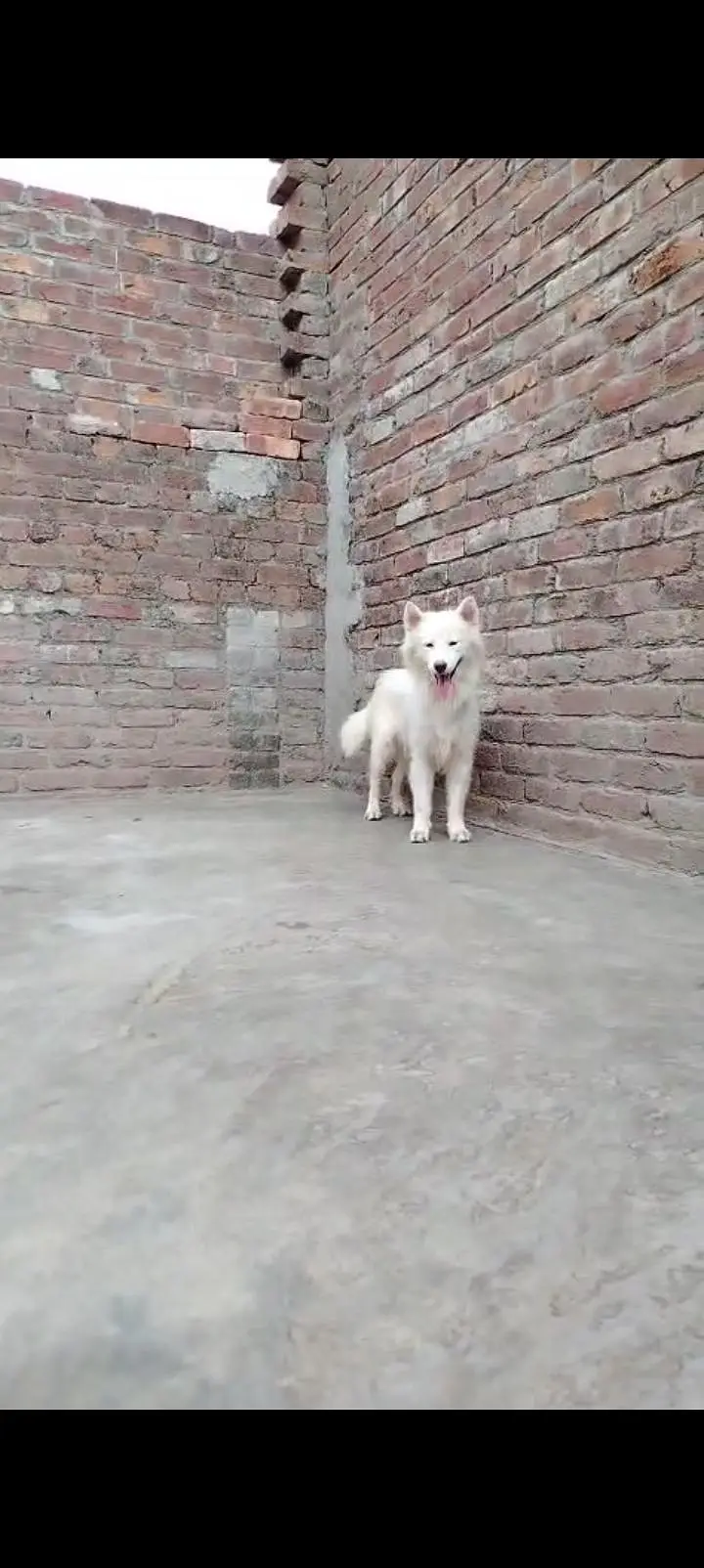 white husky breeder female Black male — photo 2