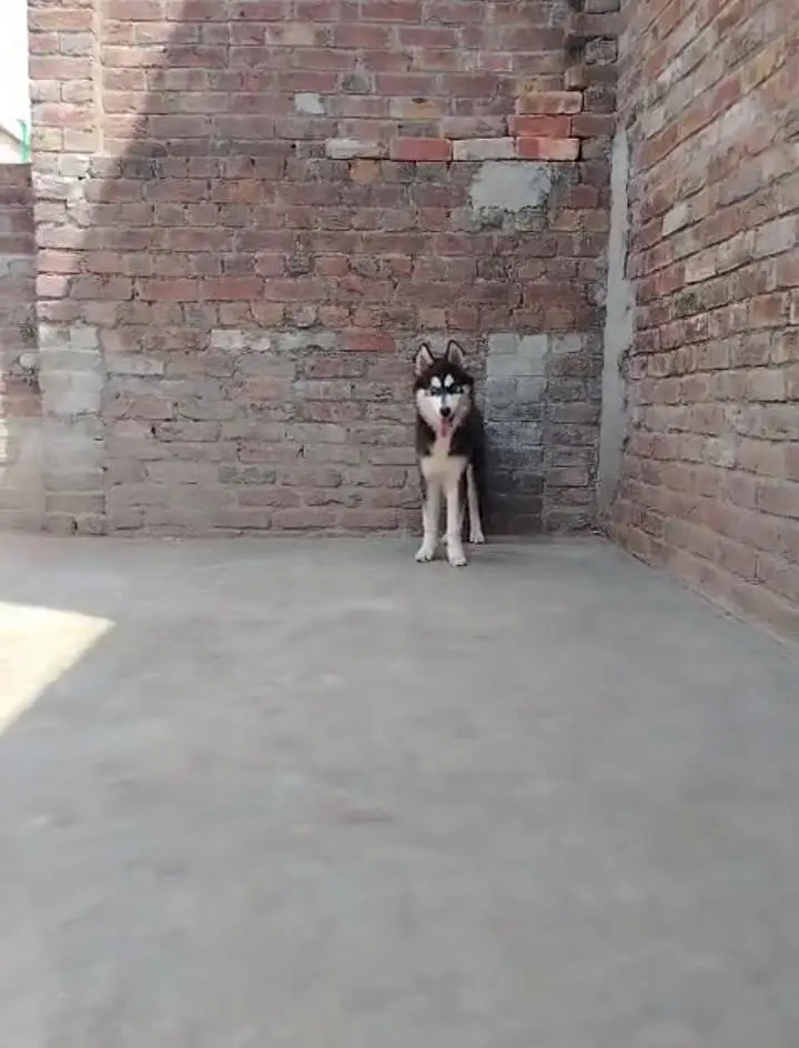 white husky breeder female Black male — photo 3