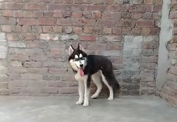 white husky breeder female Black male — photo 4