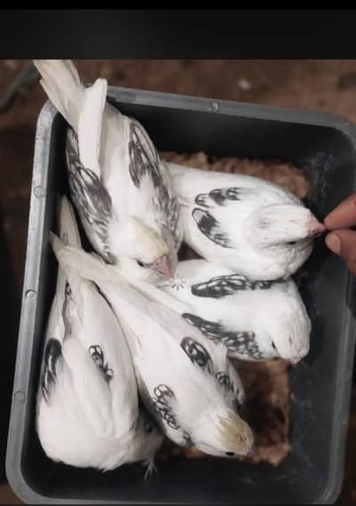 Handtame Cockatiels [03101131712]