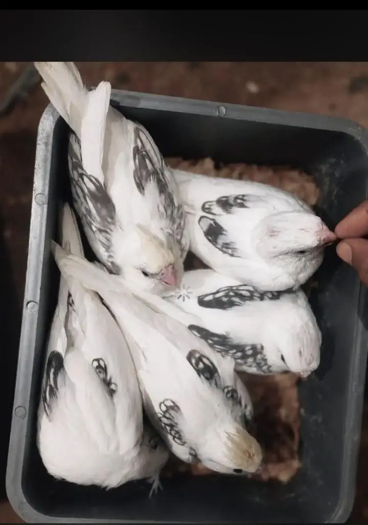 Handtame Cockatiels [03101131712]