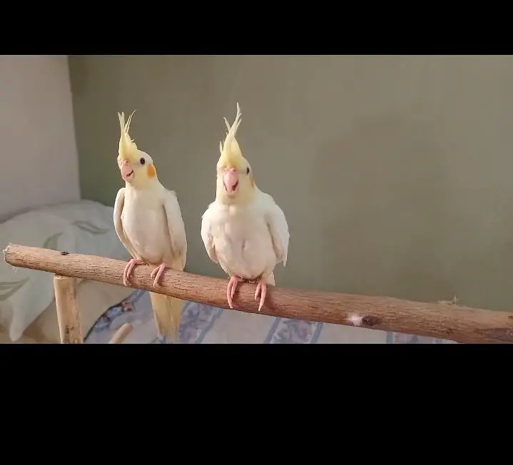 Handtame Cockatiels [03101131712] — photo 2
