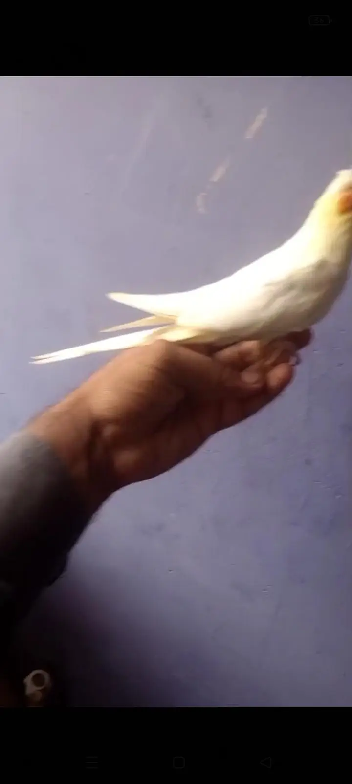Handtame Cockatiels [03101131712] — photo 3