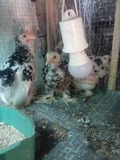 molted bantam set for sale