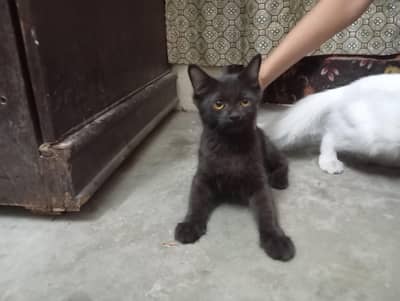 black and white cats