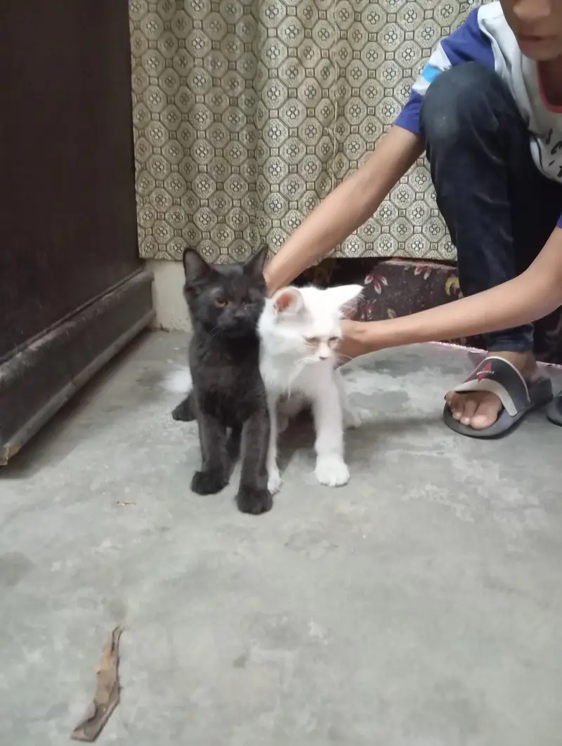 black and white cats — photo 4