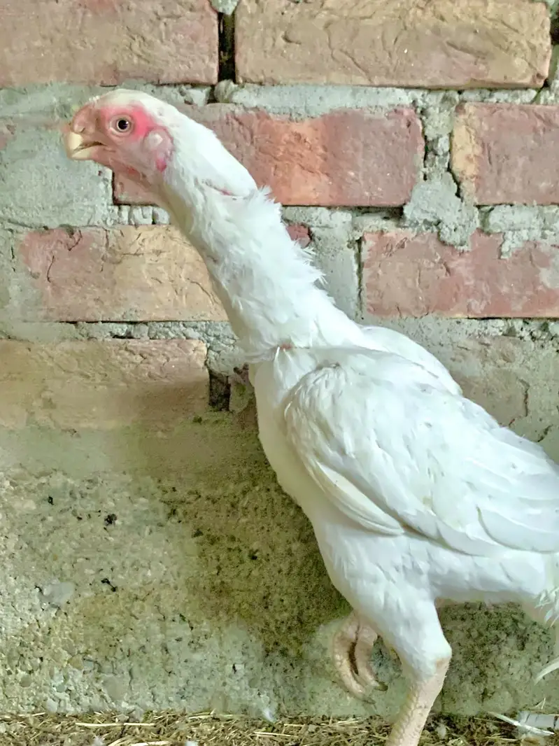 Indian parrot beak | Parrots beak female | aseel murgi | hen | murgi