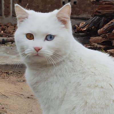 cat Turkish angora