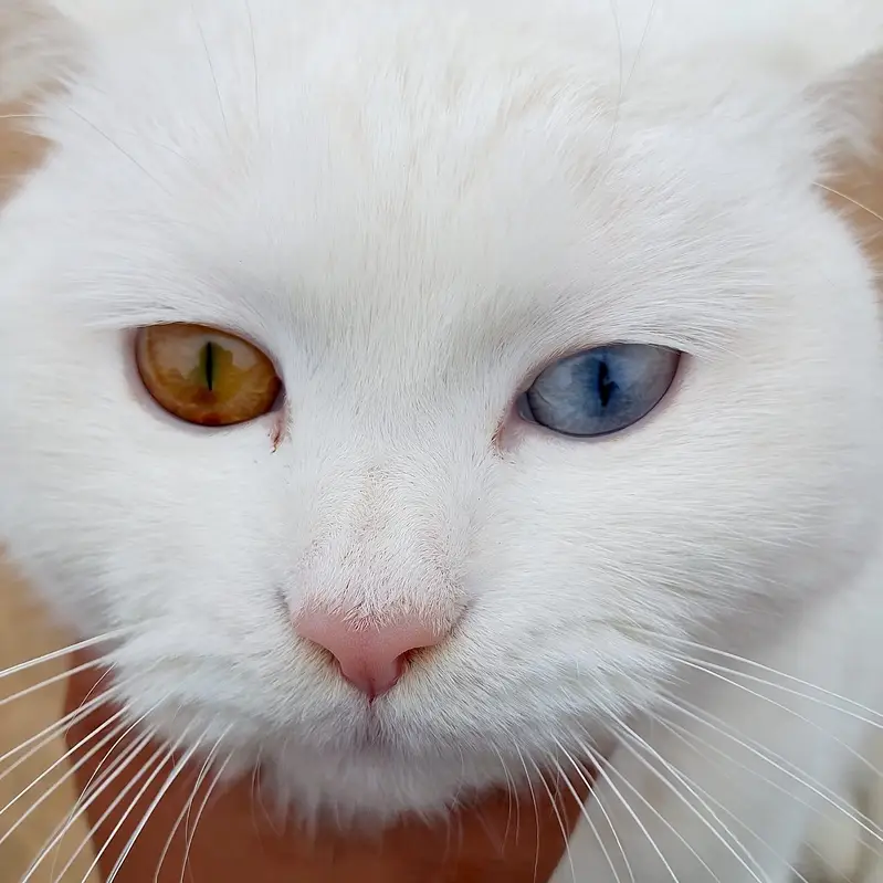 cat Turkish angora — photo 2