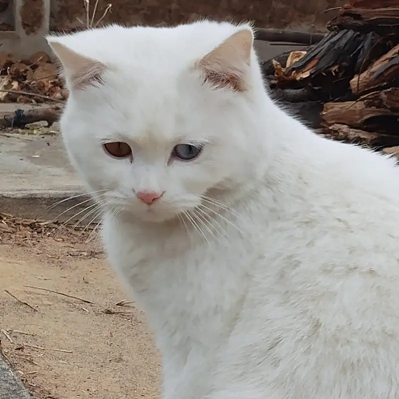 cat Turkish angora — photo 3