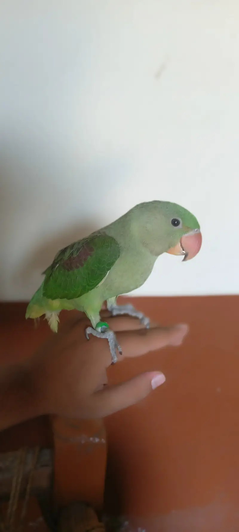 raw parrorat male 3 month