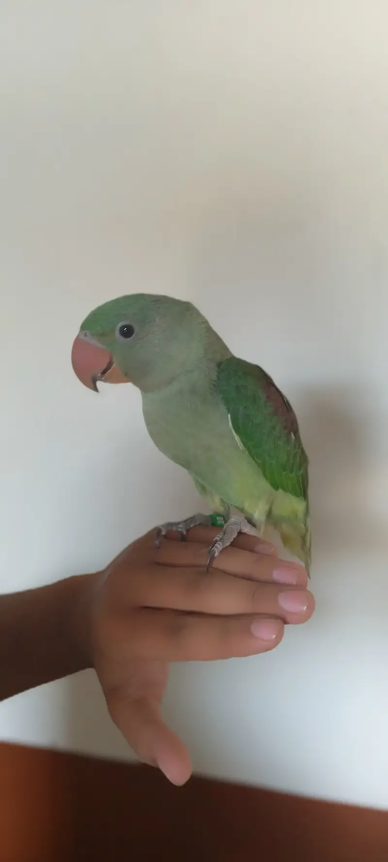 raw parrorat male 3 month — photo 2