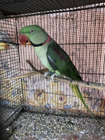 Breeder raw male(wild)
