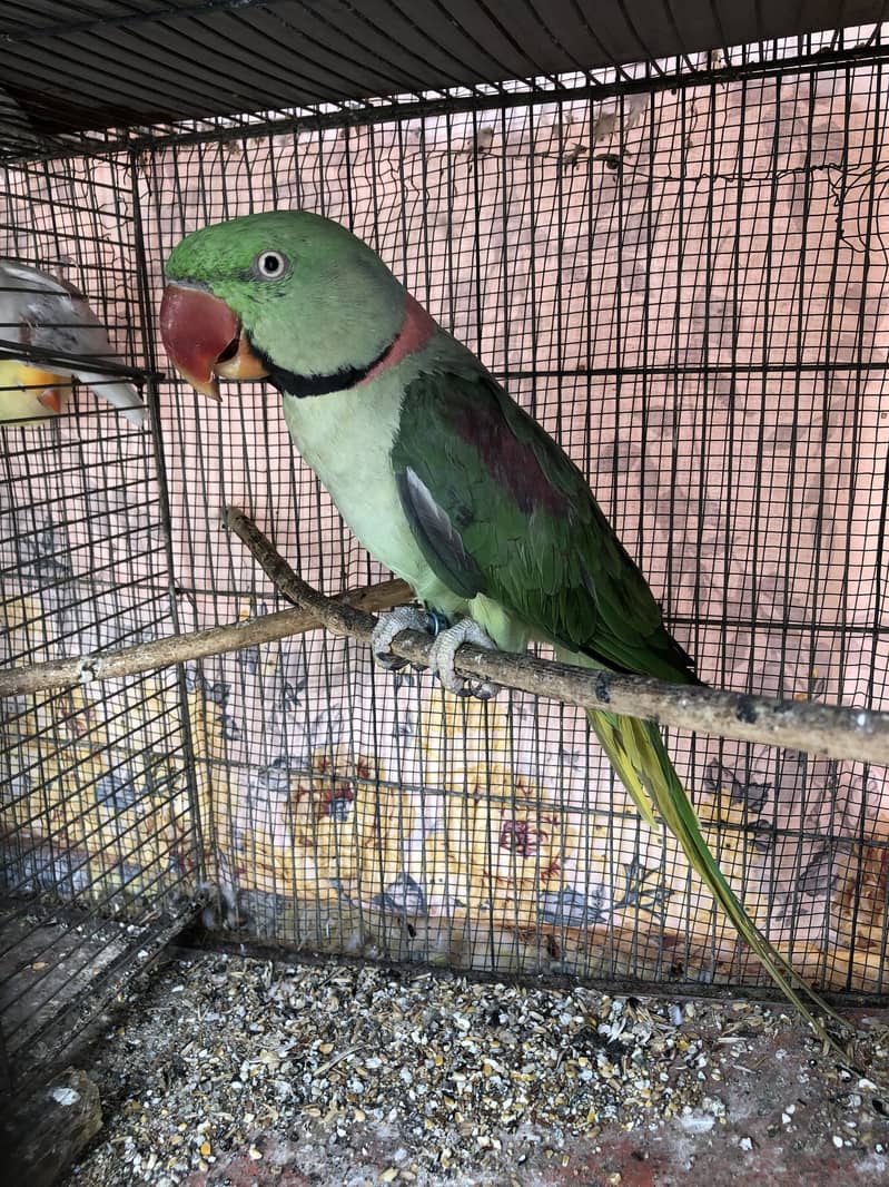 Breeder raw male(wild) 0