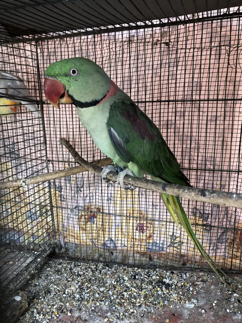 Breeder raw male(wild)
