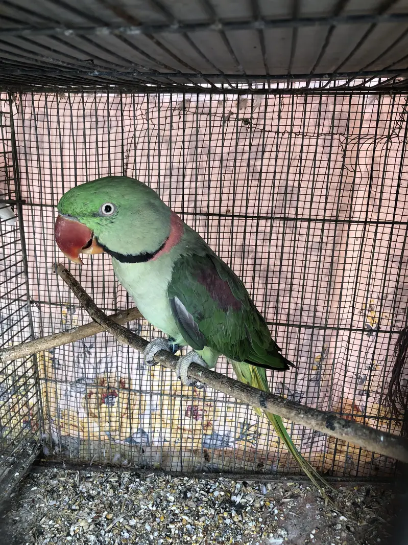 Breeder raw male(wild) — photo 2