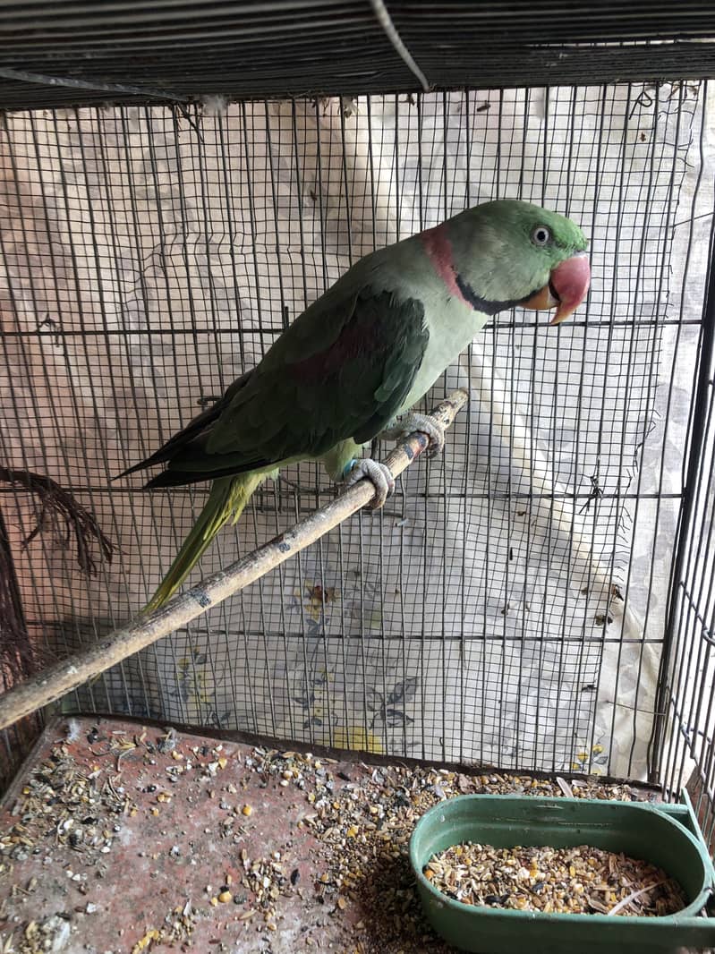 Breeder raw male(wild) 2
