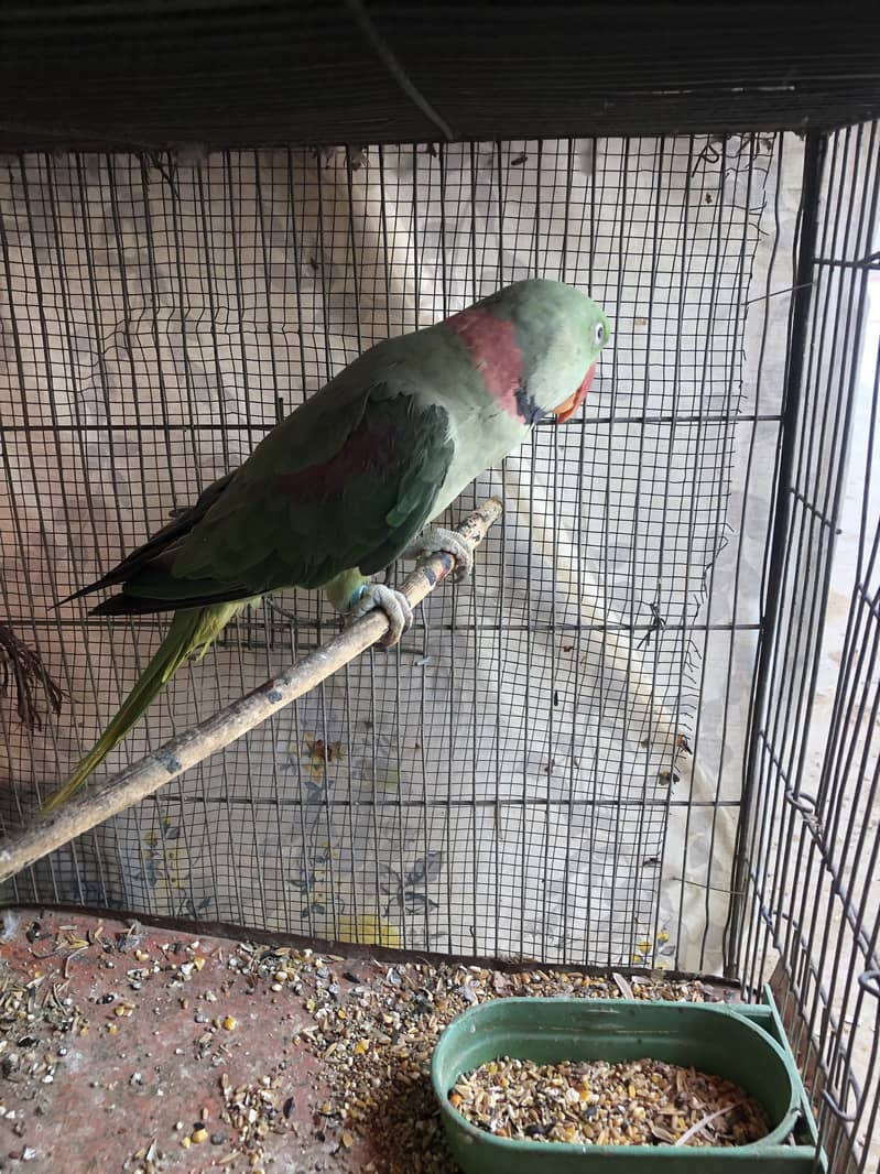 Breeder raw male(wild) 3