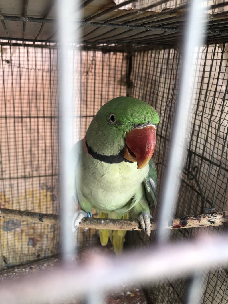 Breeder raw male(wild) 4