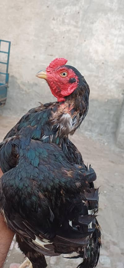 mushka lasani pair