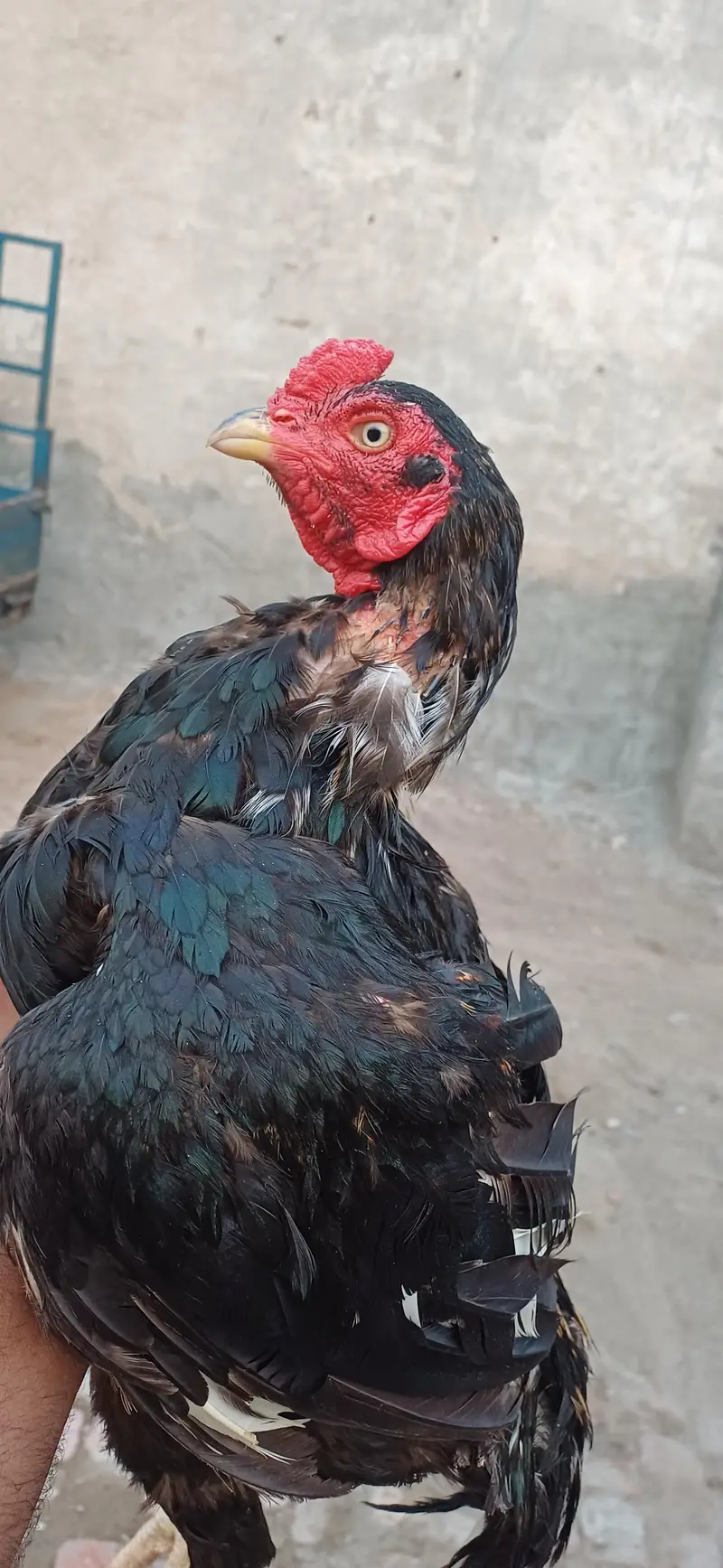 mushka lasani pair