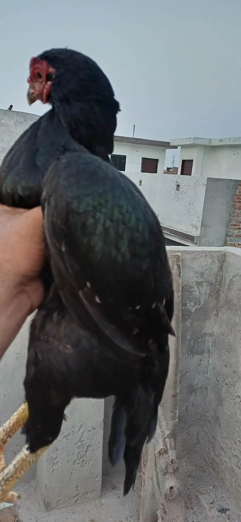 mushka lasani pair — photo 3
