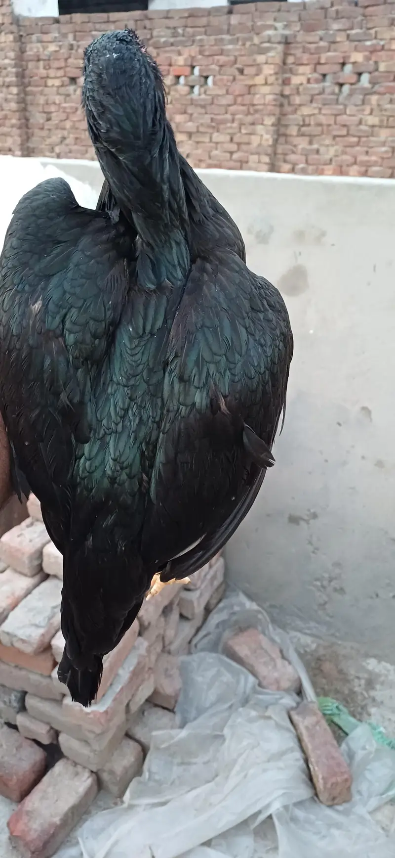 mushka lasani pair — photo 5