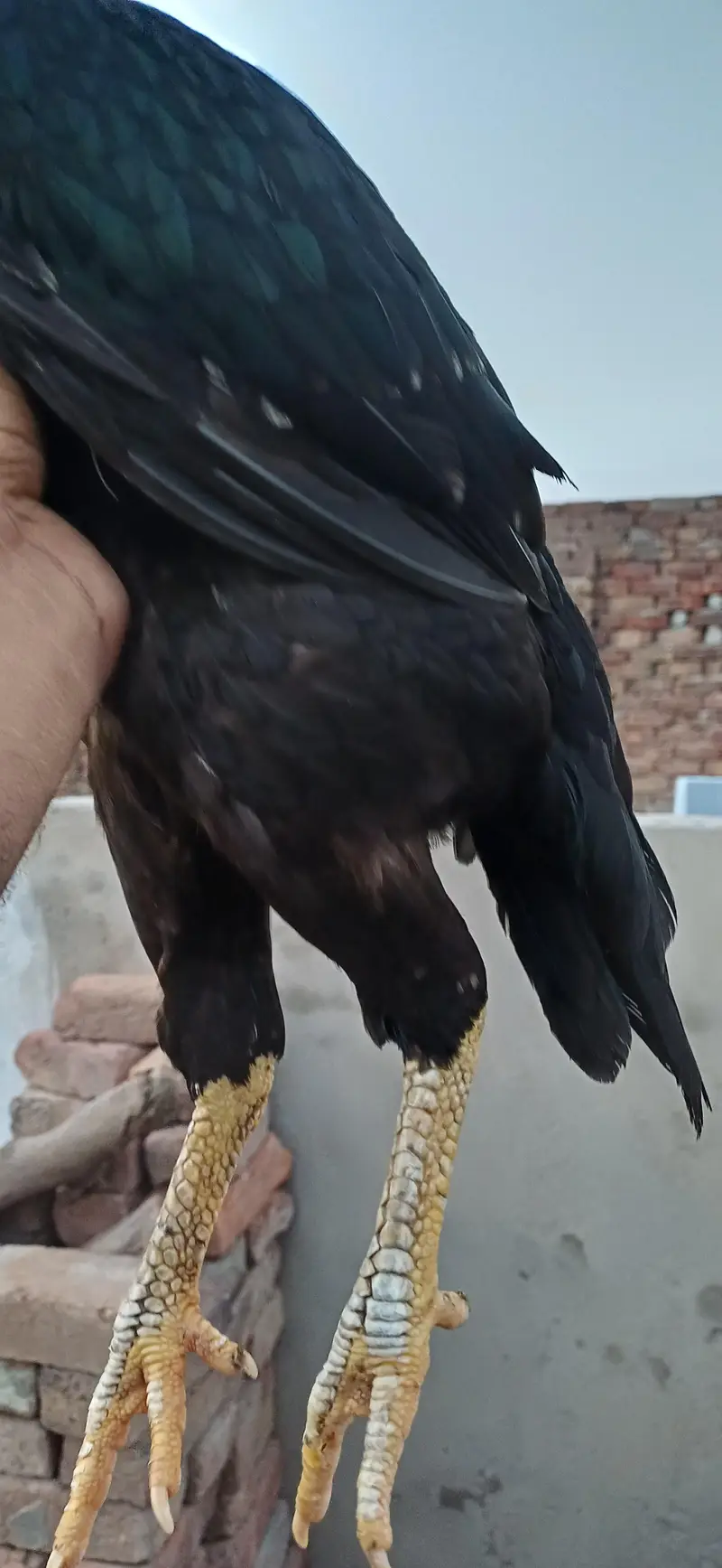mushka lasani pair — photo 6