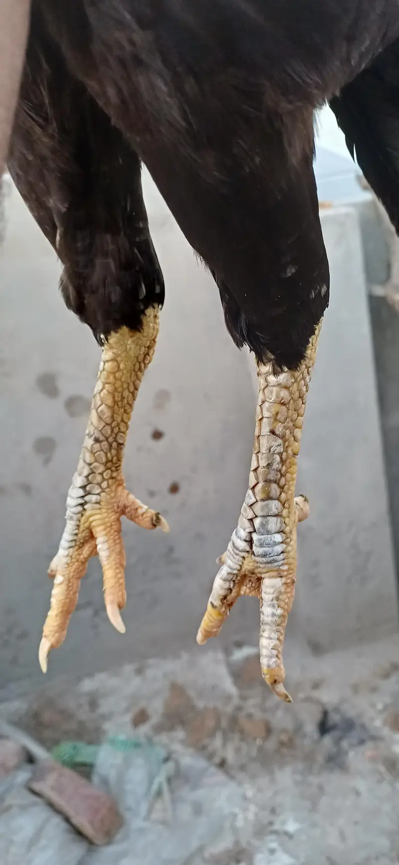 mushka lasani pair — photo 7