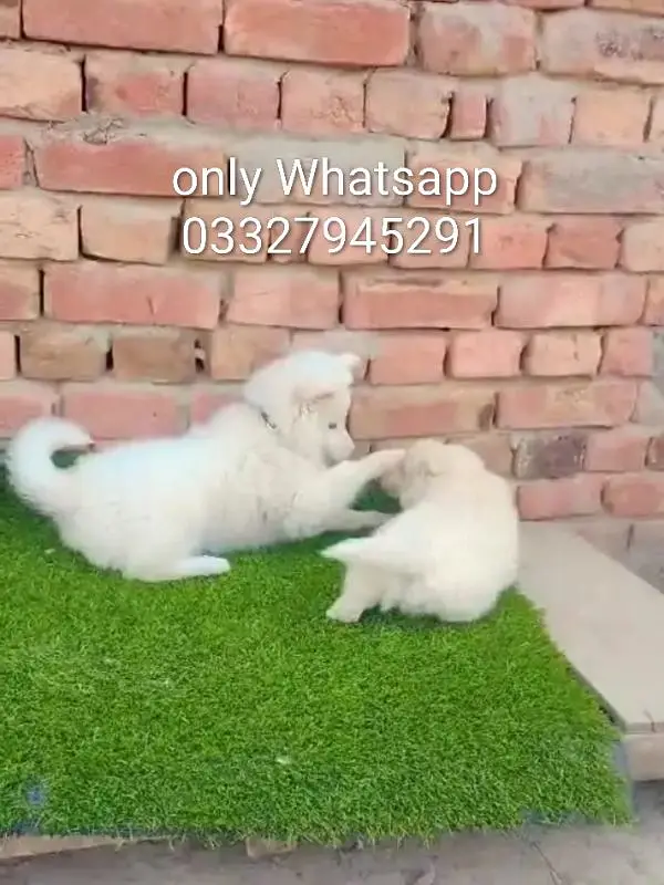 Russian puppy dog for sale triple court vaccination all