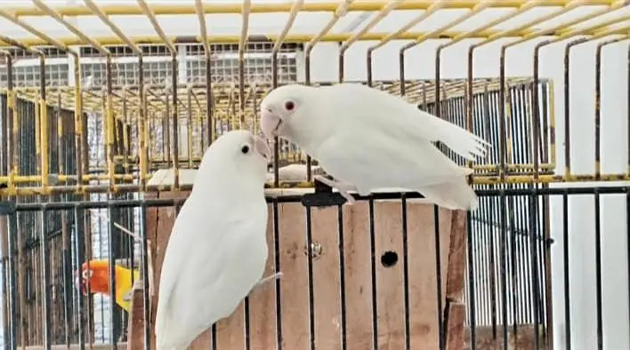 ALBINO/INO X ALBINO REDEYES BREEDER PAIR