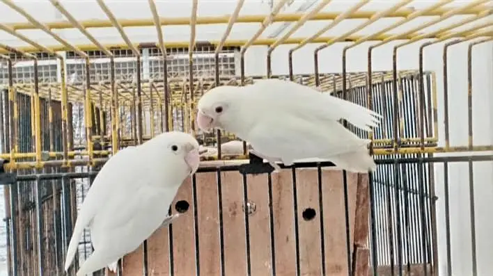 ALBINO/INO X ALBINO REDEYES BREEDER PAIR — photo 2