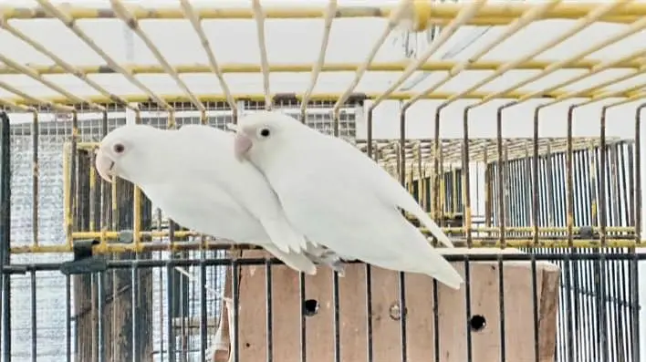 ALBINO/INO X ALBINO REDEYES BREEDER PAIR — photo 3