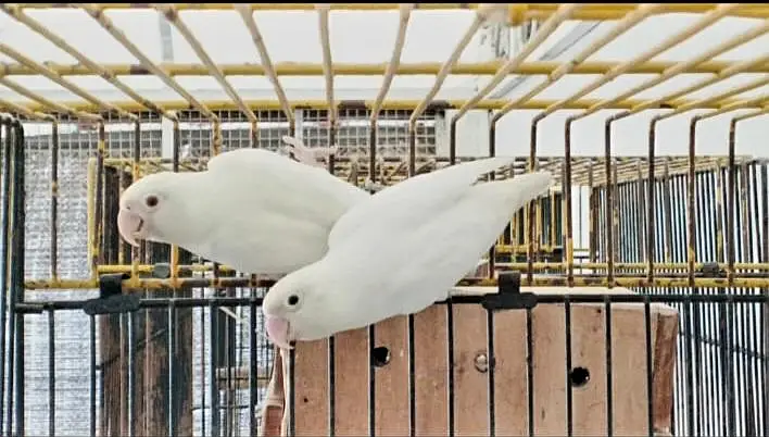 ALBINO/INO X ALBINO REDEYES BREEDER PAIR — photo 4
