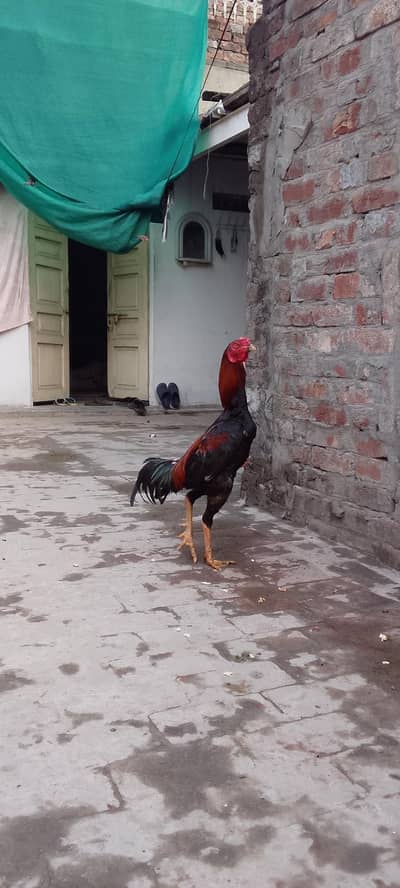 aseel rooster