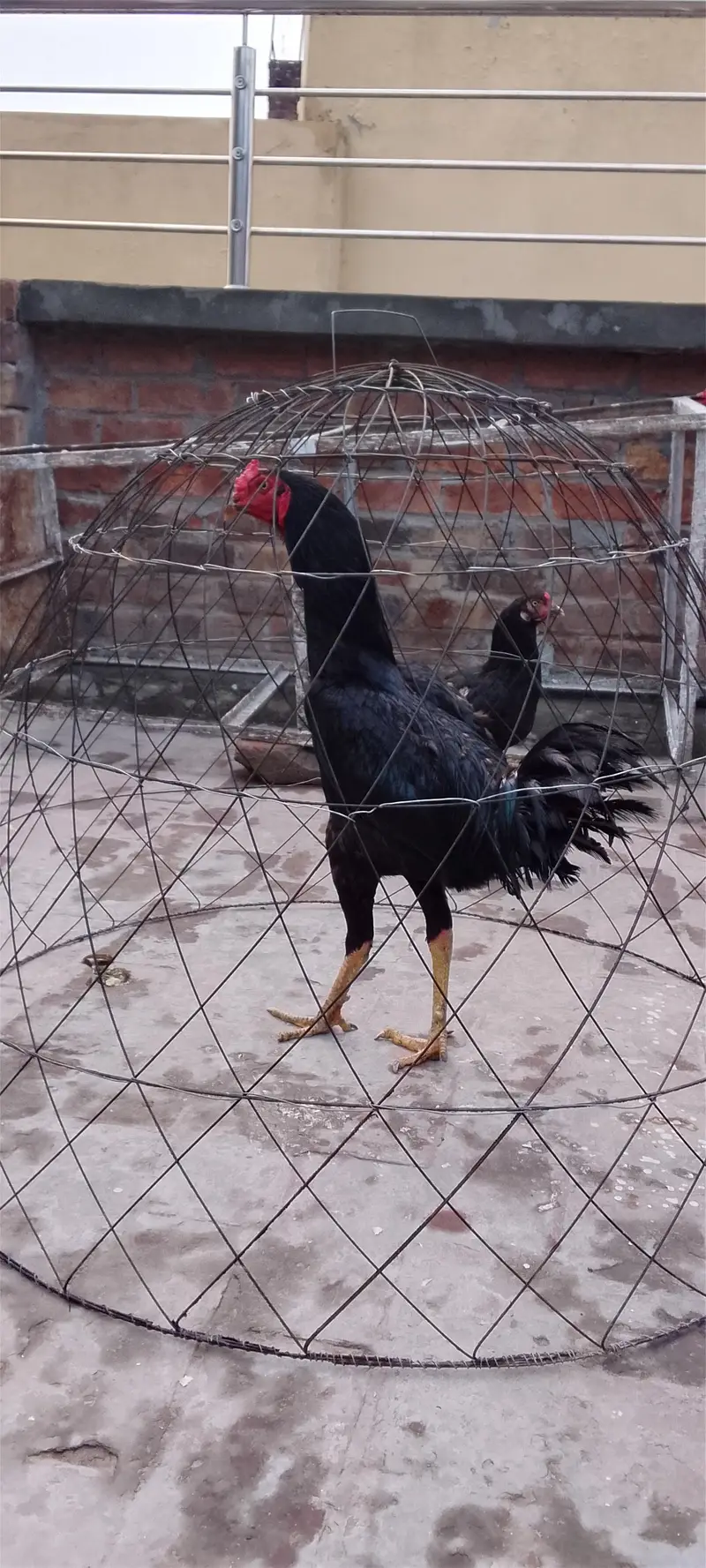 aseel rooster — photo 2