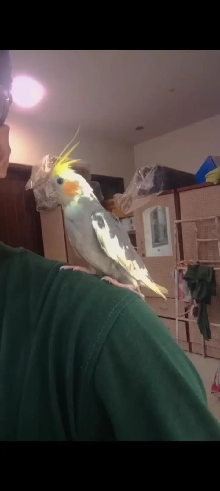Handtame Cockatiels [03101131712] — photo 4