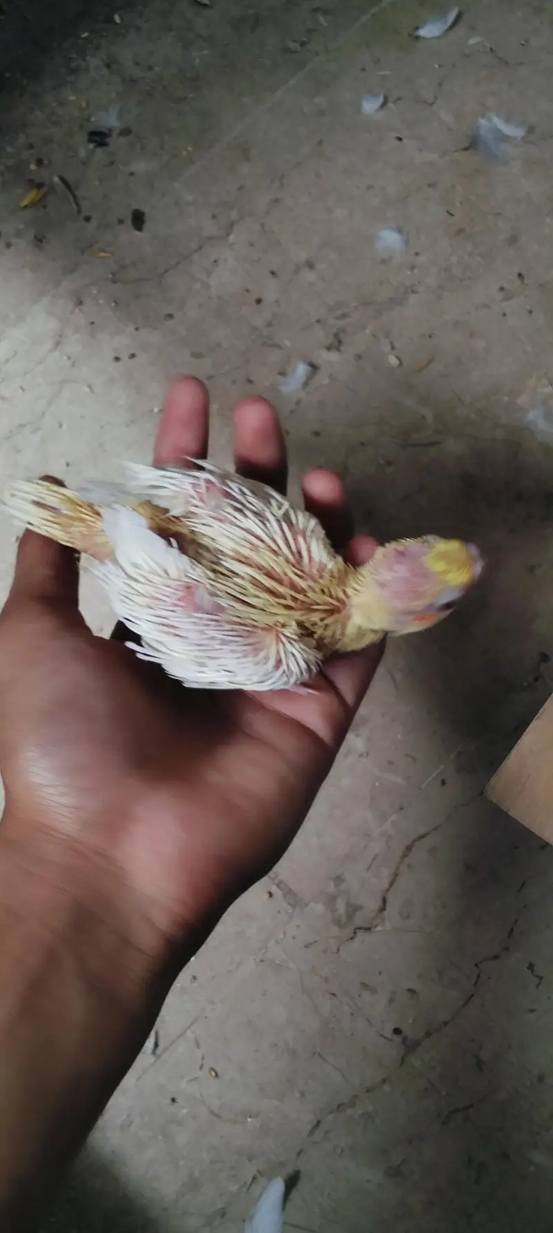 Handtame Cockatiels [03101131712] — photo 5
