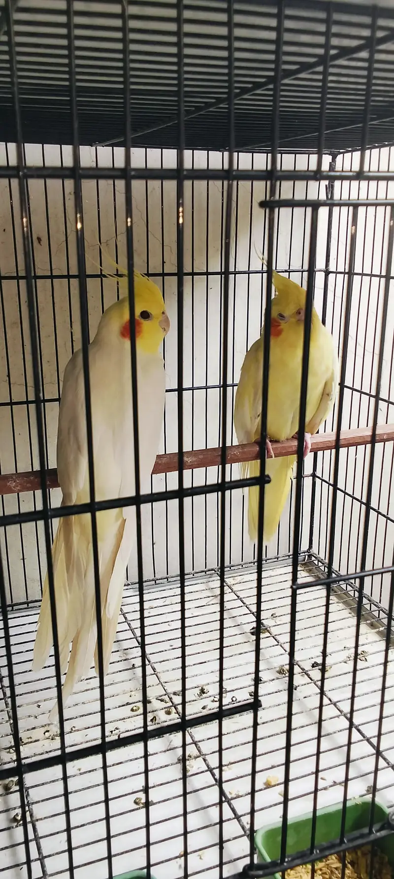 Handtame Cockatiels [03101131712] — photo 6