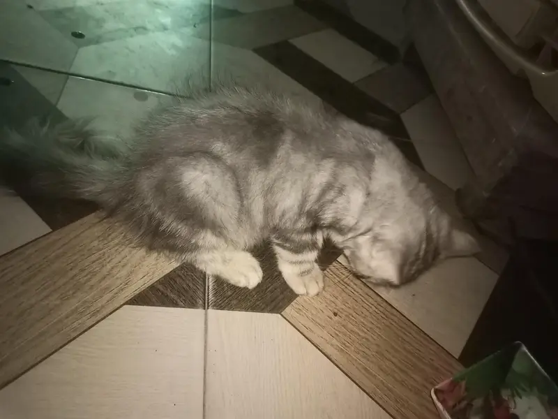 persian cat for sale — photo 4