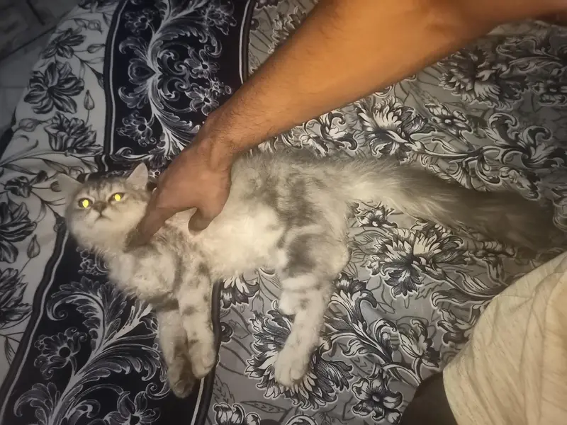 persian cat for sale — photo 5