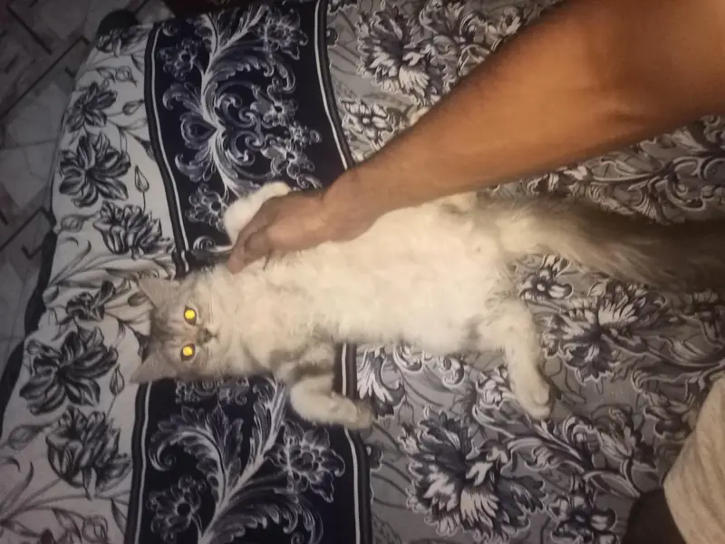 persian cat for sale — photo 6