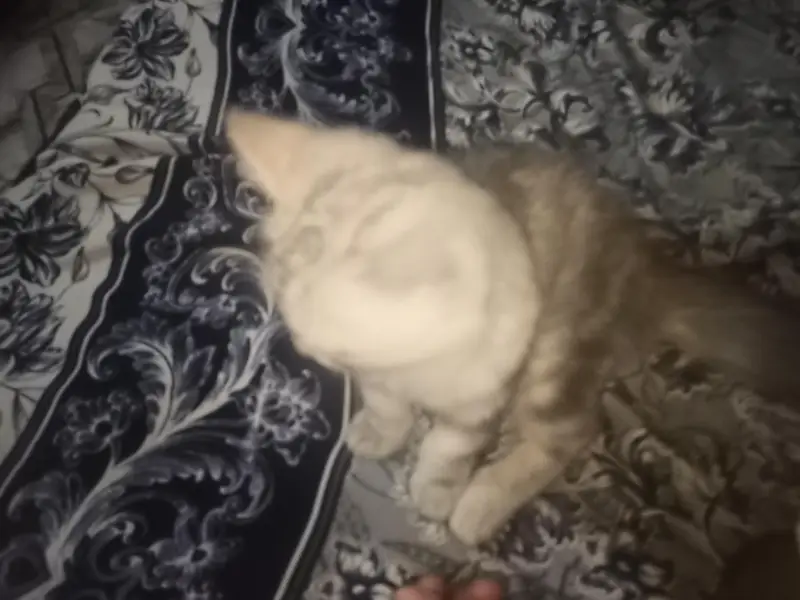 persian cat for sale — photo 7