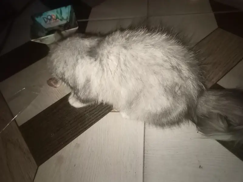 persian cat for sale — photo 9