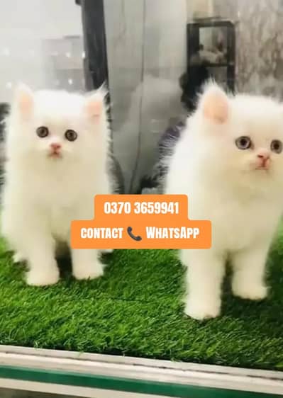 ( Persian Female Kitten ) For sale ( vaccinated )