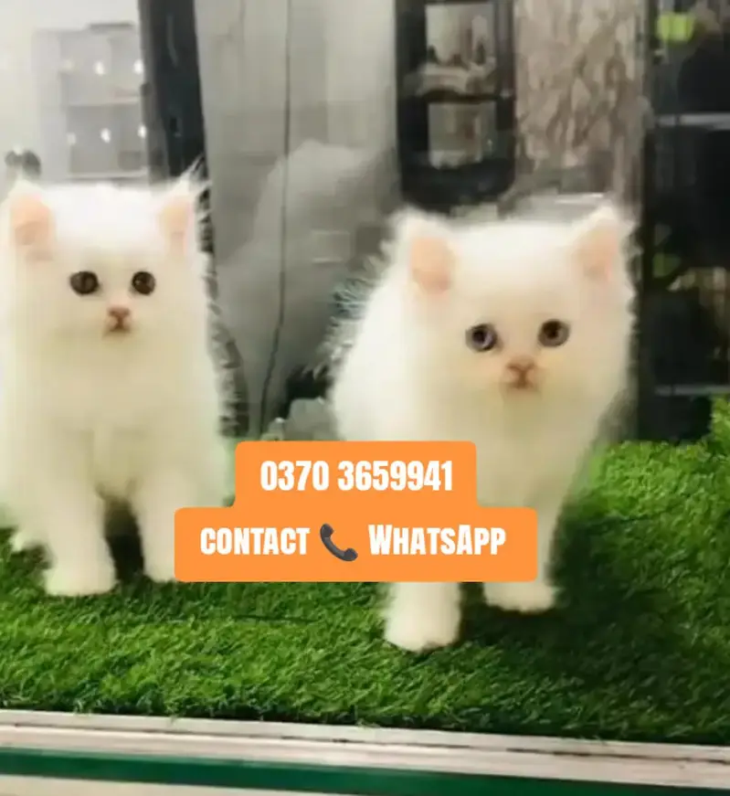 ( Persian Female Kitten ) For sale ( vaccinated ) — photo 2