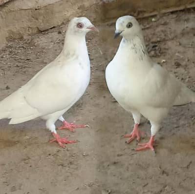 Pigeons for sale Contact number= 03245974166