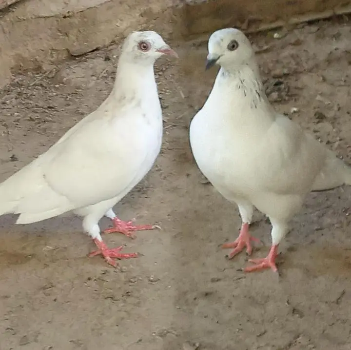 Pigeons for sale Contact number= 03245974166
