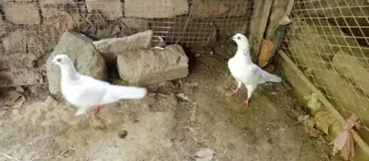 Pigeons for sale Contact number= 03245974166 — photo 2