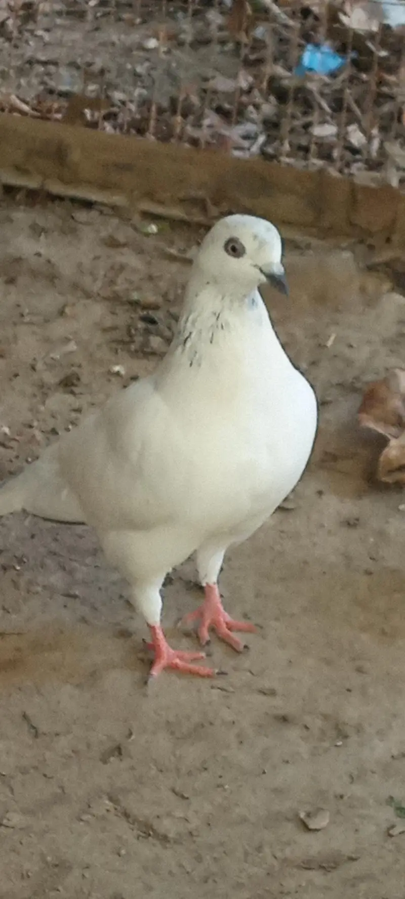 Pigeons for sale Contact number= 03245974166 — photo 3